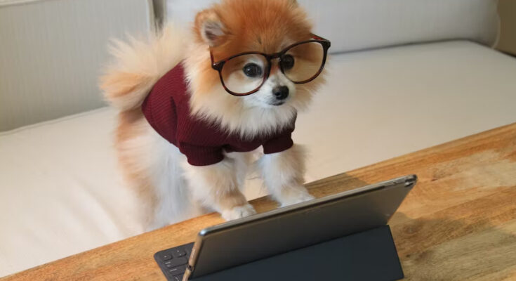 Alternativas a Jeinz Macias