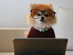 Ver deportes online