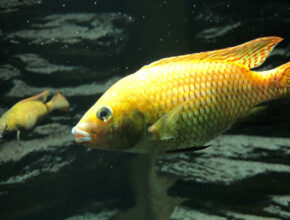 Tilapia