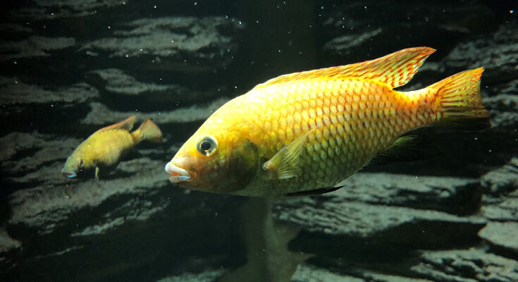 Tilapia